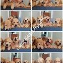 Pure Breed Golden Retriever Puppy/Puppies-3
