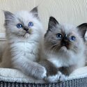 Ragdoll Kittens-0