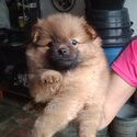 Male and Female Pomeranian, Dewormed and Vaccinated, 2 Months Old-1