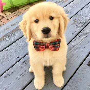 Outstanding Golden Retriever Puppies