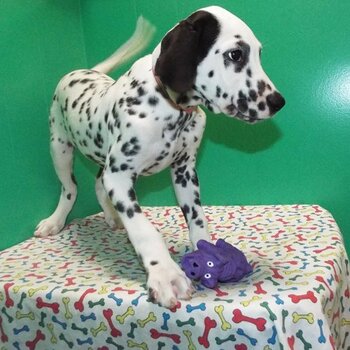 Whatsapp/Viber:(+63-945-546-4913) Dalmatian Puppies 