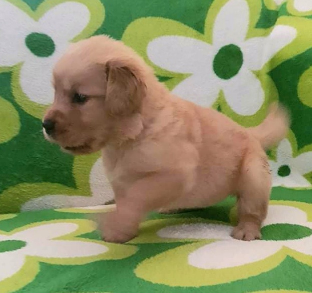 Golden Retriever Puppies!