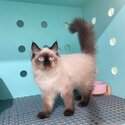 EXOTIC x PERSIAN (HIMALAYAN)-4