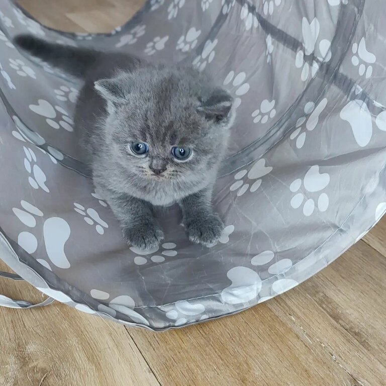 British short Hair Kittens