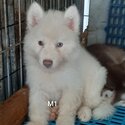 Quality Siberian husky for sale-0