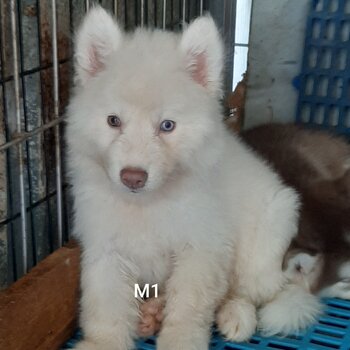 Quality Siberian husky for sale