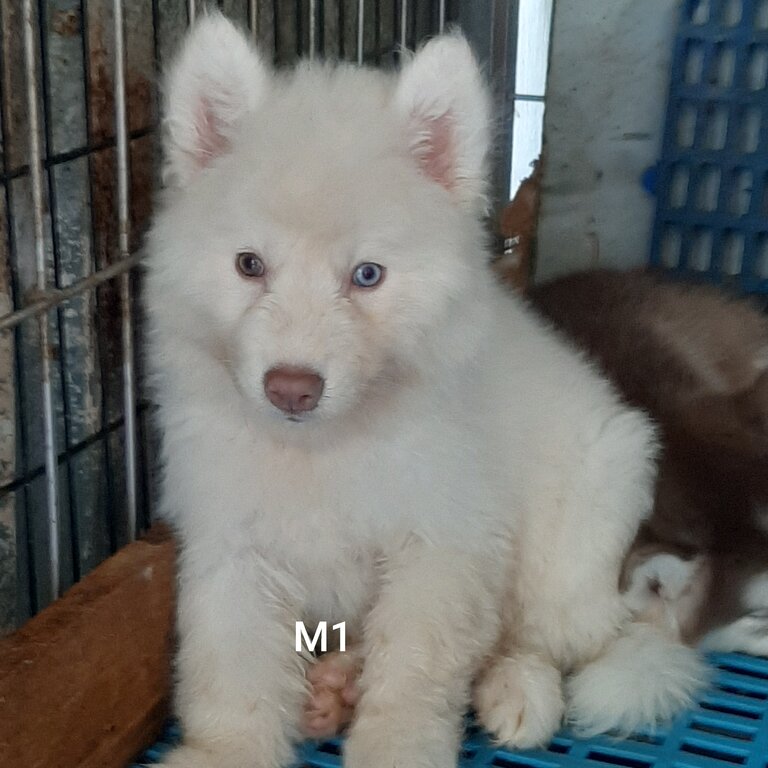 Quality Siberian husky for sale