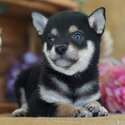 Shiba Inu Puppies now available-0