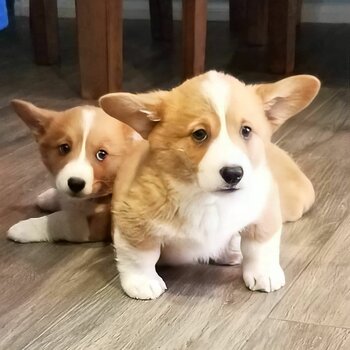 adorable corgi puppies for adoption