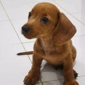 Daschund Puppies-0