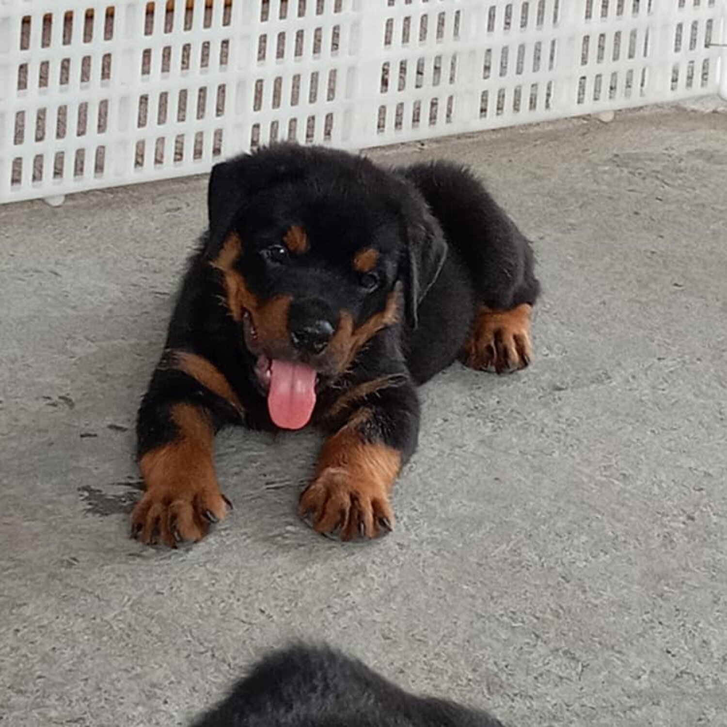 ROTTWEILER - Cute Rottweiler Puppies for sale Philippines [Rottweiler Dog]  09685789141