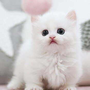 Munchkin kitten Ready 