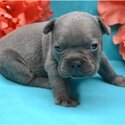 Charming french bulldog for rehoming -0