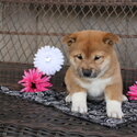 Male and female Shiba Inu puppies ready