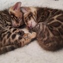 BENGAL KITTENS FOR SALE PHILIPPINES [CATS] 0945-7024296-2