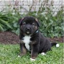 akita pups available for rehoming