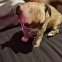  Chihuahua for rehoming -2