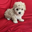 Gorgeous Maltipoo Girls &amp; Boys -1