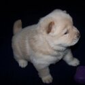 Chow chow pups Viber :+63-9454-136-749 whatsapp:+63-977-672-4607-0