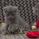 SCOTTISH FOLD KITTENS FOR SALE PHILIPPINES [DOGS] 0945-7024296-5