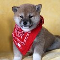 Shiba Inu Puppies Viber/Whatsapp:(+63-945-546-4913)