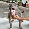 American Bully-1