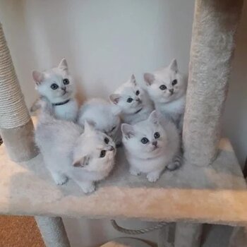 silver british shorthair kittens ready for their new forever parents