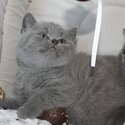 British Shorthair Kittens  viber:+63-945-413-6749  whatsapp:+63-977-672-4607 