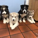 Siberian Husky Puppies-0