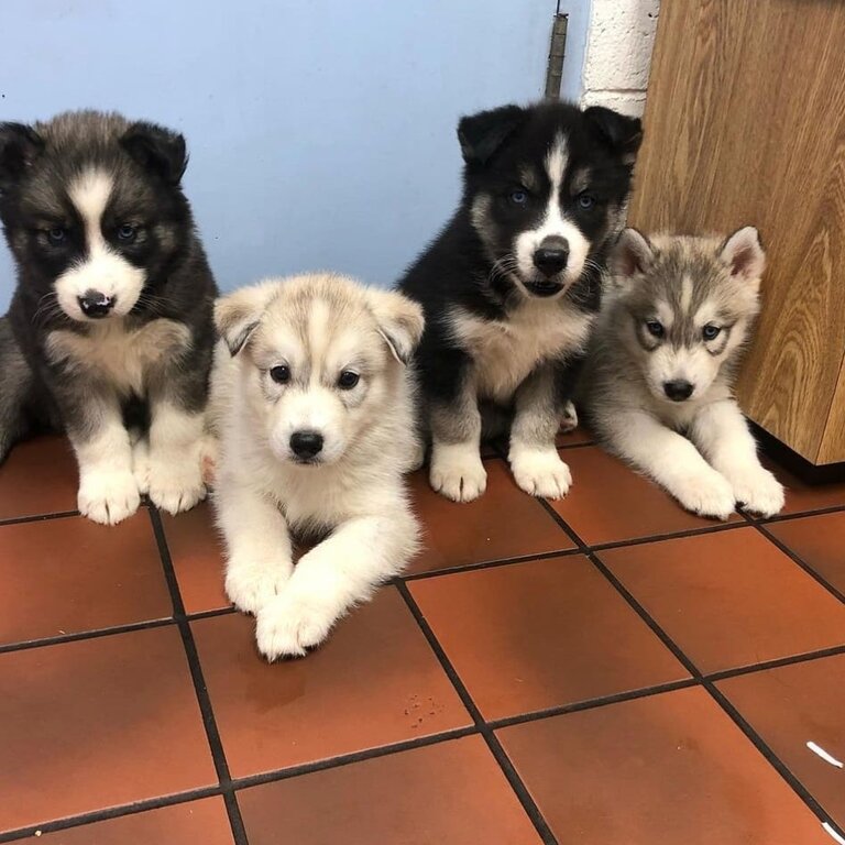 Siberian Husky Puppies