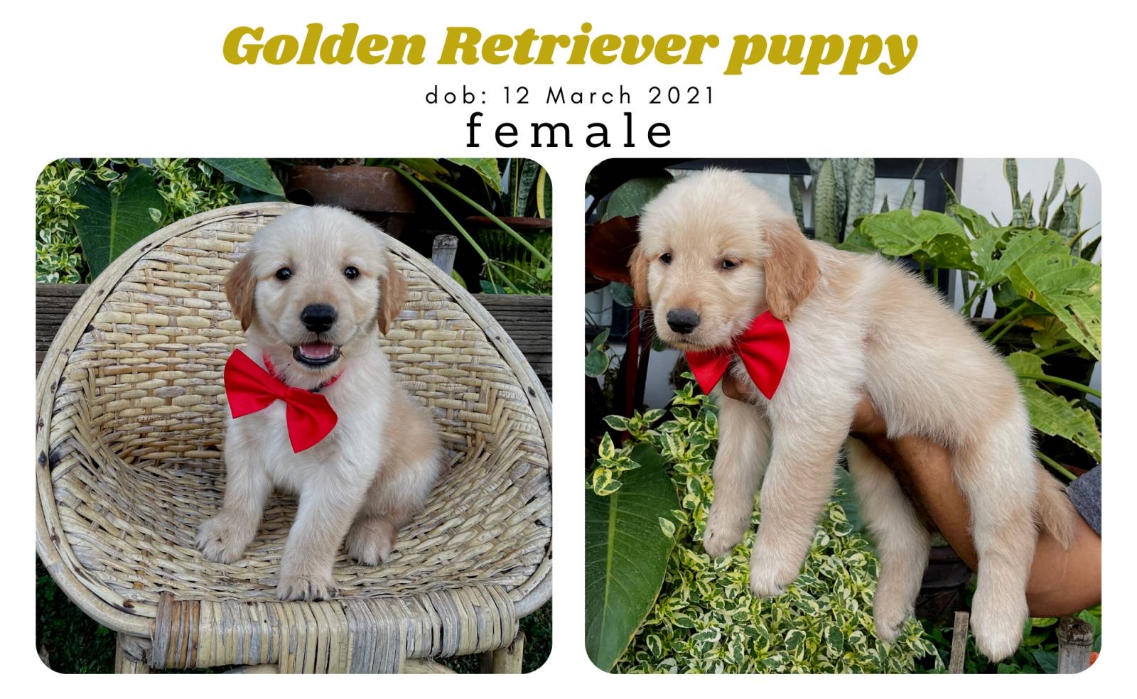 Purebred Golden Retriever Puppies - Champion line
