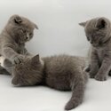 SCOTTISH FOLD KITTENS FOR SALE PHILIPPINES [DOGS] 0945-7024296-0