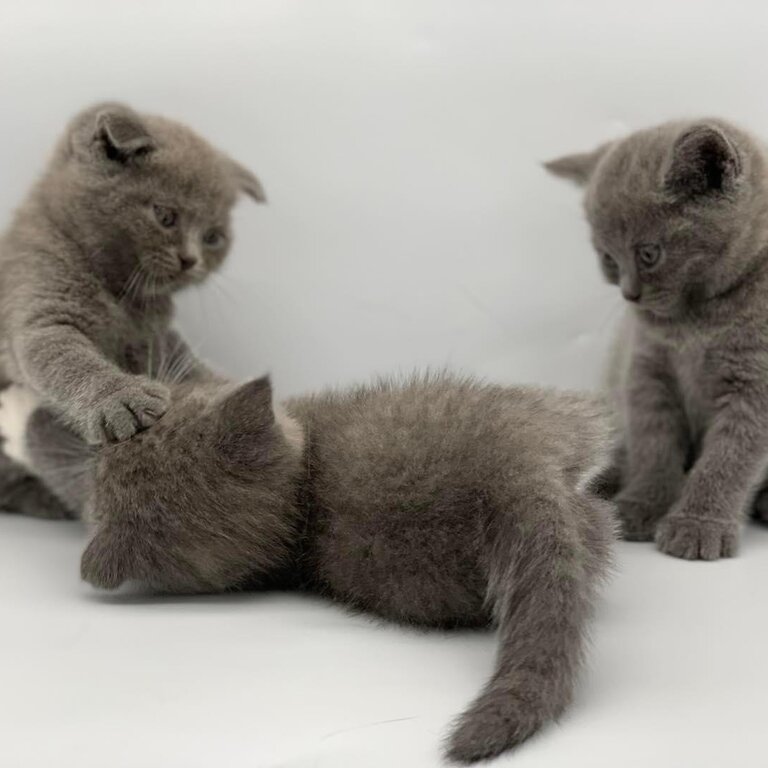 SCOTTISH FOLD KITTENS FOR SALE PHILIPPINES [DOGS] 0945-7024296