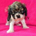 Cocker spaniel Puppies-1