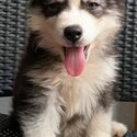 Quality Thailand import line Husky for sale