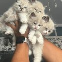 Ragoll kittens-2