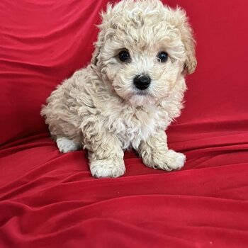 Gorgeous Maltipoo Girls & Boys 