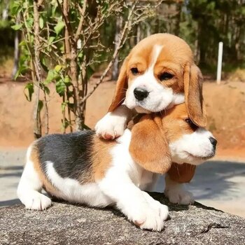 Beagles Puppies