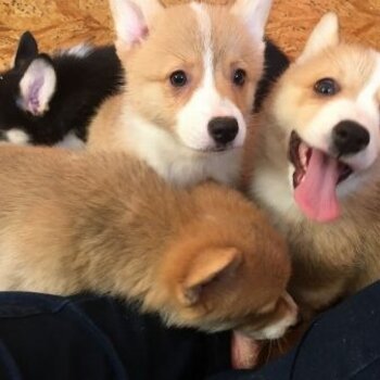 Corgi puppies ready for their new home.  for more pictures and information.+63 962 673 4626 viber or