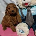 Pedigree Goldendoodle Puppies-1