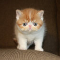 Exotic Shorthair kittens whatsapp/viber only:( +63-945-546-4913 )