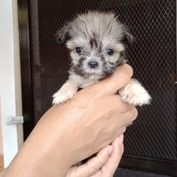 Pure Bred Lhasa Apso Cute Puppies