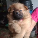 Male and Female Pomeranian, Dewormed and Vaccinated, 2 Months Old-0