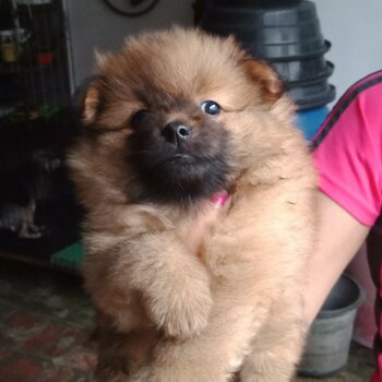 Male and Female Pomeranian, Dewormed and Vaccinated, 2 Months Old