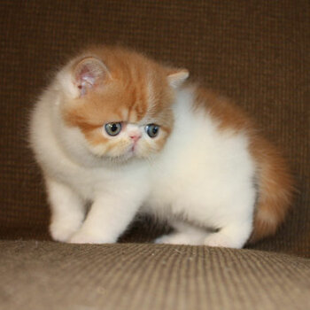 Exotic Shorthair kittens whatsapp/viber only:( +63-945-546-4913 )