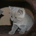 British Shorthair Kittens  viber:+63-945-413-6749  whatsapp:+63-977-672-4607 