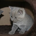 British Shorthair Kittens  viber:+63-945-413-6749  whatsapp:+63-977-672-4607 -1