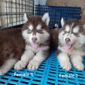 Cute Male husky for rehoming-4