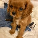 Cavalier King Charles Spaniel puppies Male &amp; Female-0