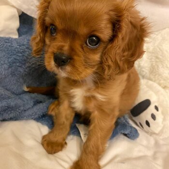 Cavalier King Charles Spaniel puppies Male & Female